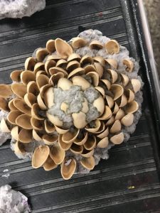 pulp flower sculpture with pistachio shells
