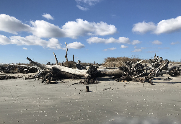 The emergence of woody vegetation on the interior of Virginia's barrier islands — brought about by a warming winter climate — is accelerating the impact of sea-level rise. (Photo by Brian McNeill, University Public Affairs)