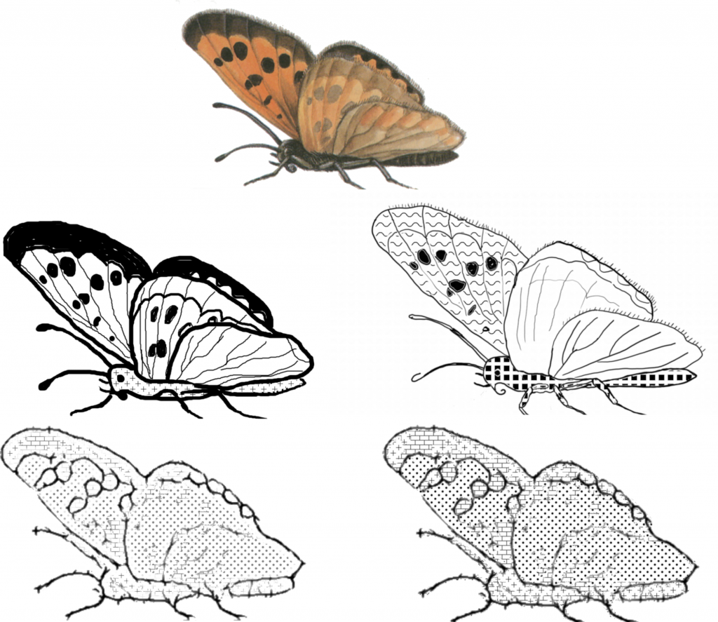 Example butterfly image converted to tactile graphics: row 1 - original image, row 2 - professionally made diagrams, row 3 - automatic computer generated diagrams