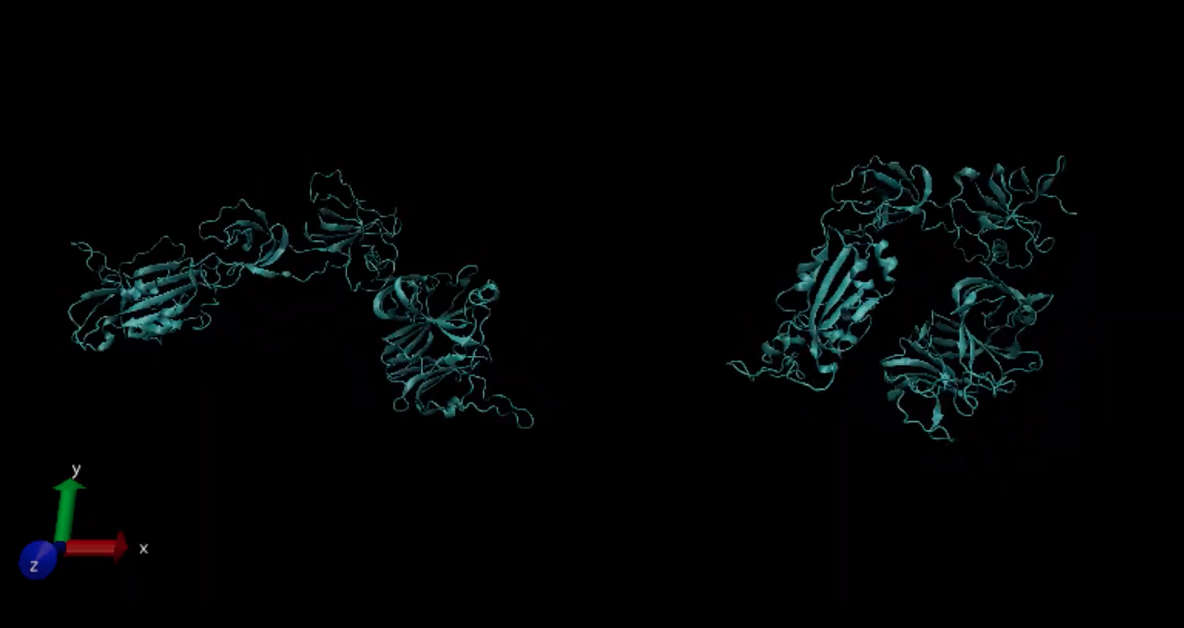 The receptor binding domain of the SARS-Cov-2 virus’ “spike” protein has an “up” position (left) in which it can bind to epithelial cell molecules. In the closed hinge “down” state (right), it appears to be incapable of binding.