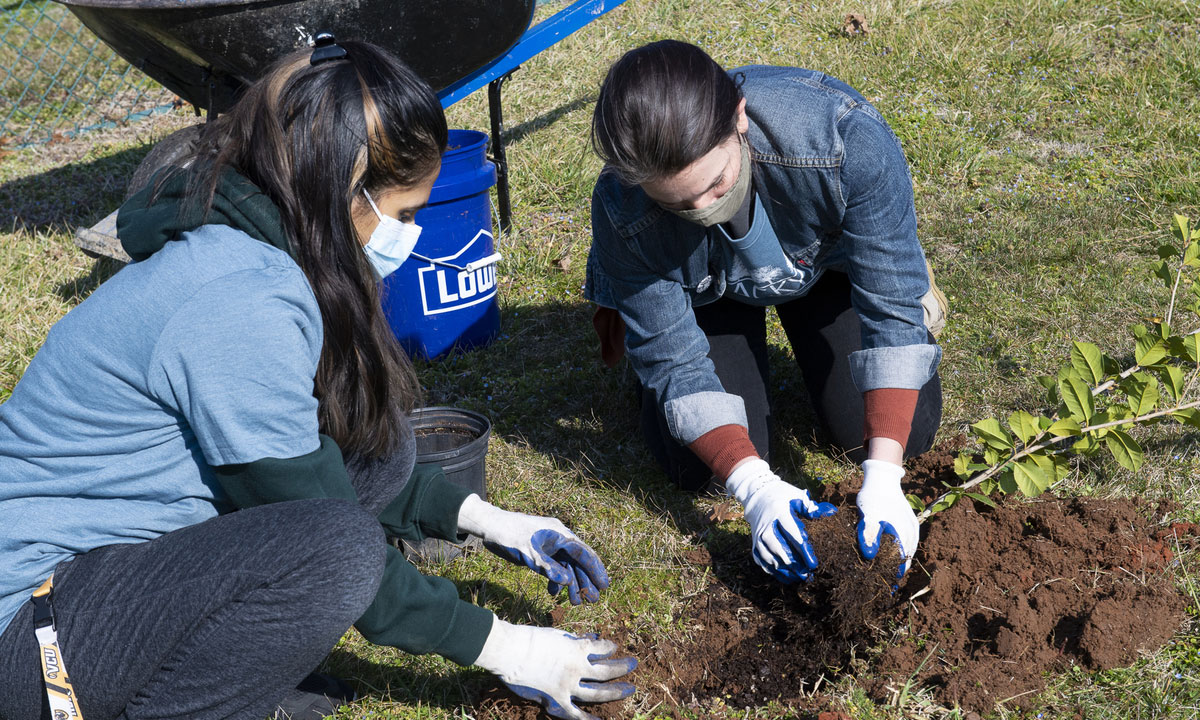 VCU volunteers plant trees at Amelia Street School.