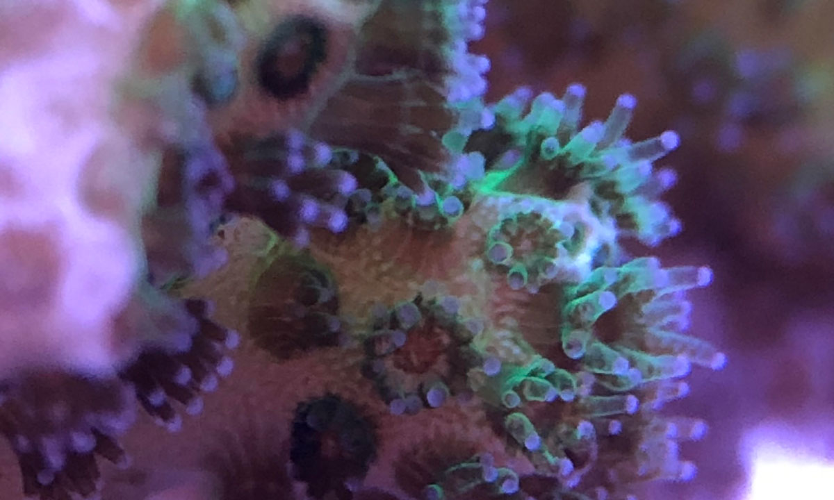 Pocillopora damicornis, commonly known as cauliflower coral