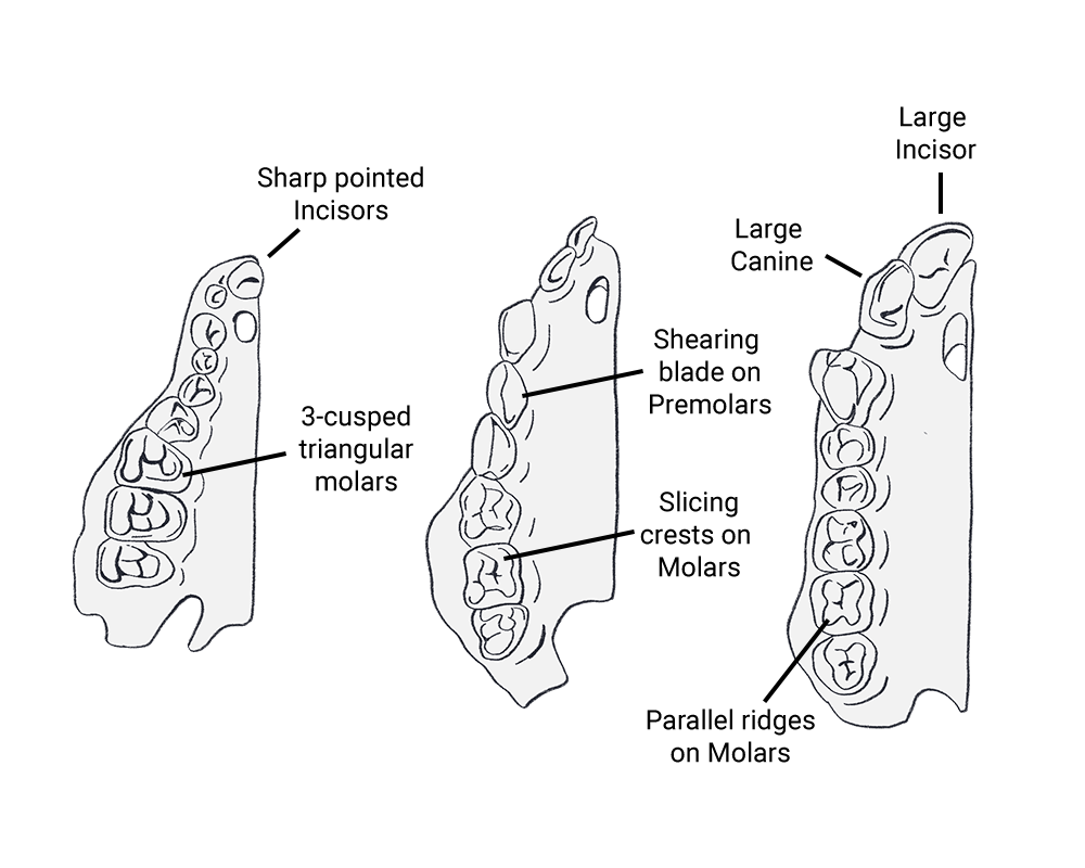 Visual diagram of the dental anatomy of 3 different primates