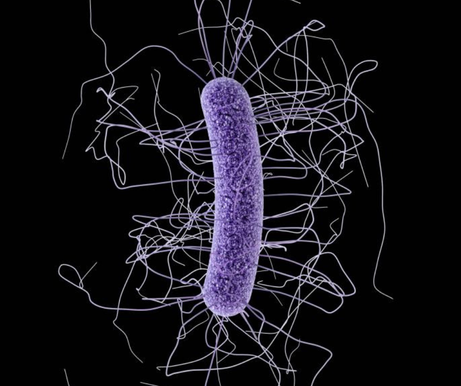 An image of a purple C. dificile bacterium.