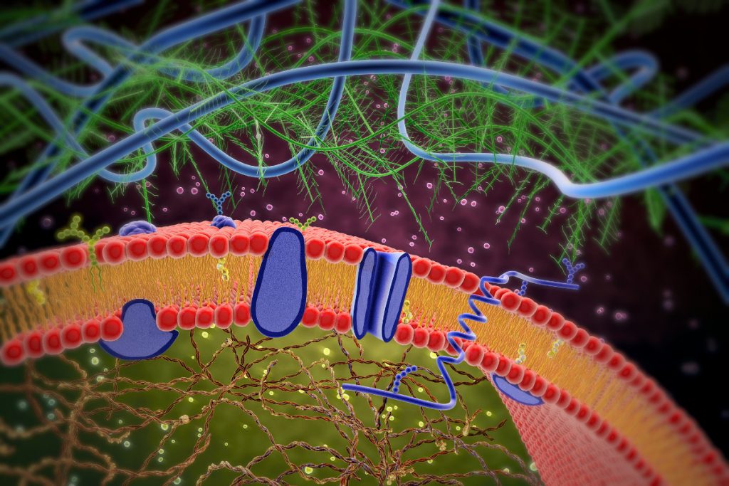 An illustration of a cell membrane.