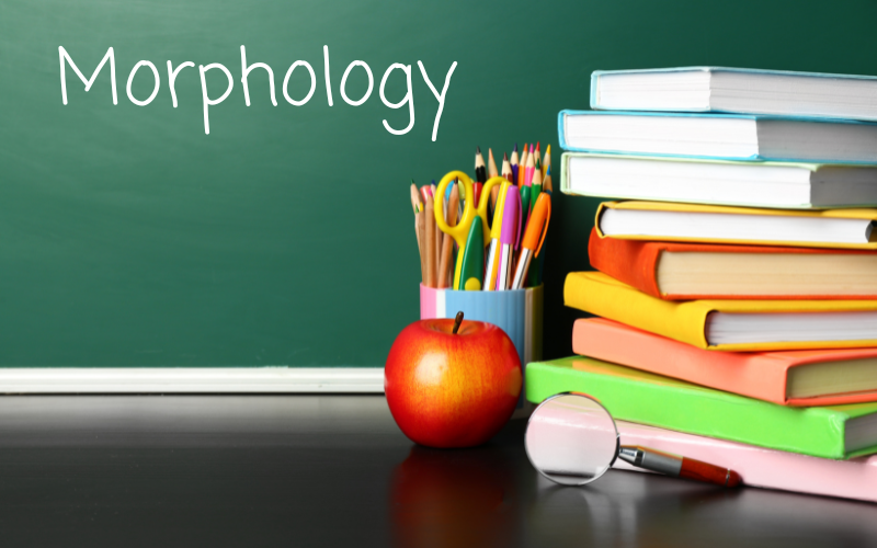 Image of a desktop with books, a pencil cup, an apple and a magnifying glass. Morphology is written on the chalkboard behind the desk.